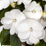 New Guinea Impatiens Impacio White